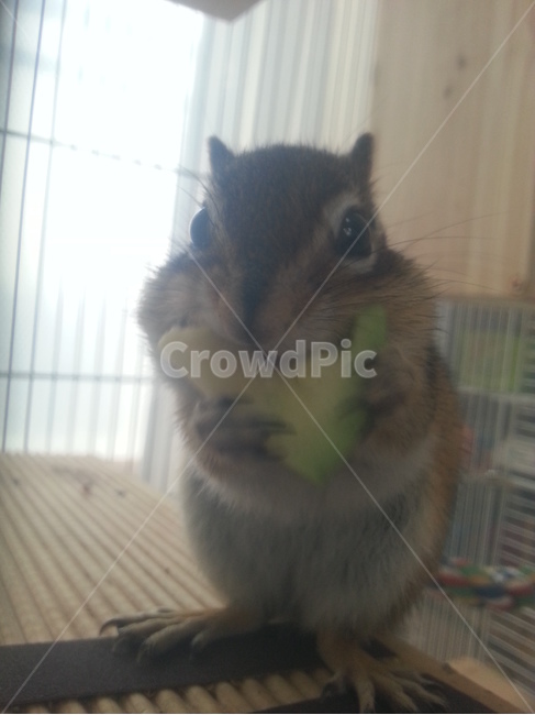 다람쥐,동물,애완동물,애호박,애니멀,동물,animal,포유류,mammal