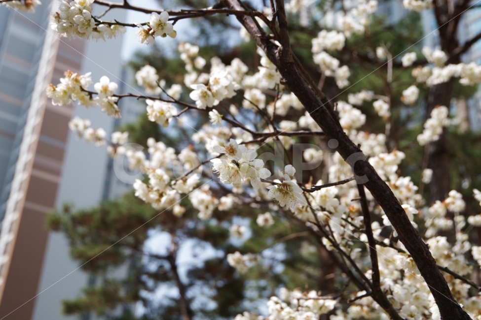 꽃,하얀꽃,벚꽃,벚꽃나무,아파트,봄,봄꽃,봄,계절,spring,season,식물,자연,plants,nature,꽃,flower,plant,blossom