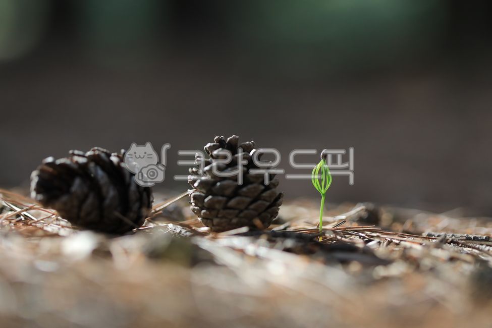 Pine buds,pine shoots,new shoots,pine,pine cones,sprouts,buds,spring,season,nature,green leaves,shootbud,nature,spring,pine