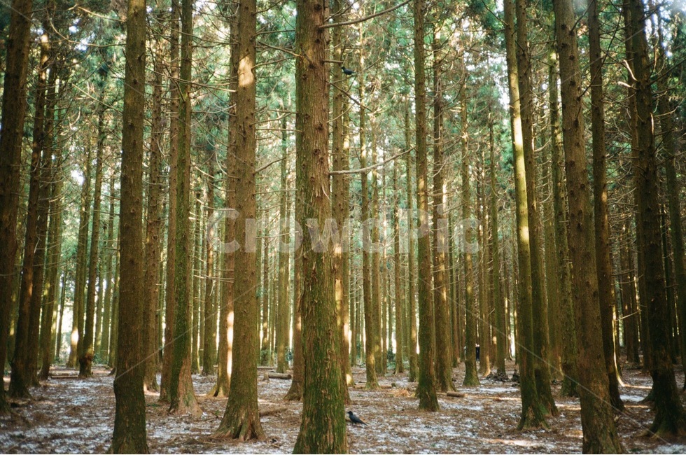 제주,사려니숲길,나무,자연,숲,자연,풍경,nature,landscape,한국자연풍경,한국자연경관,korea nature landscape,제주도,jeju,jeju island,식물,plants,나무,trees,wood,휴식,힐링,rest,relaxation,healing,vegetation,초목,plant,outdoors,옥외,tree,woodland,삼림지,forest,land,땅,grove,작은 숲