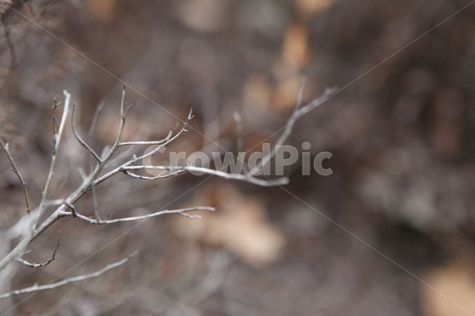 나뭇가지,겨울나무,나무,tree,plant,앙상한,겨울,식물,가을