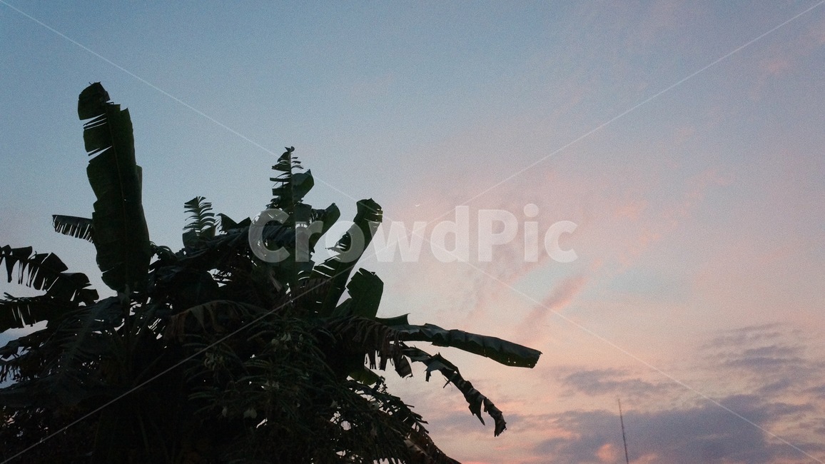 식물,열대나무,노을,분홍색,하늘,자연,풍경,nature,landscape,silhouette,실루엣