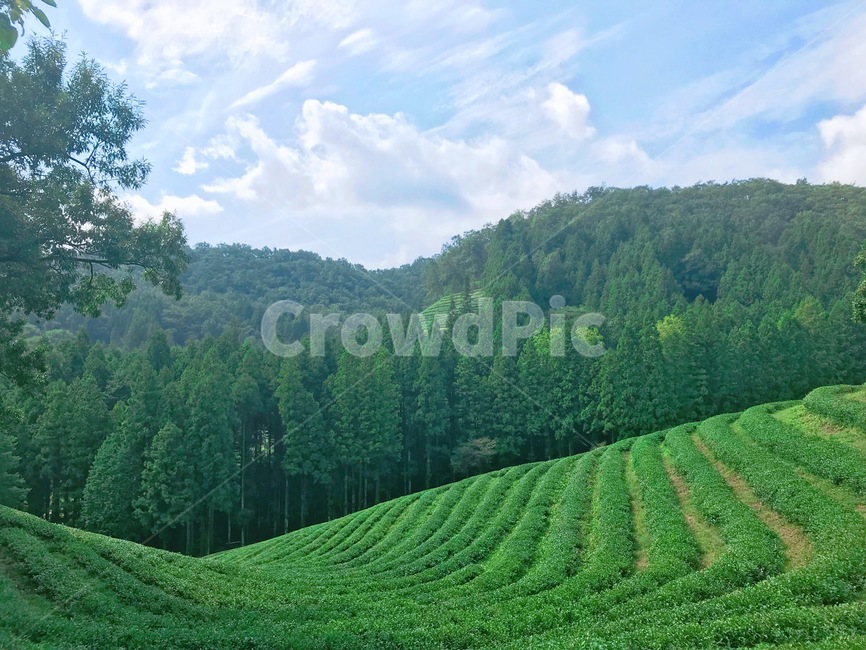 녹차,녹차밭,하늘,풍경,나무,자연,green,sky,편안,자연,풍경,nature,landscape,한국자연풍경,한국자연경관,korea nature landscape,tree,plant,식물,outdoors,옥외,slope,경사,vegetation,초목