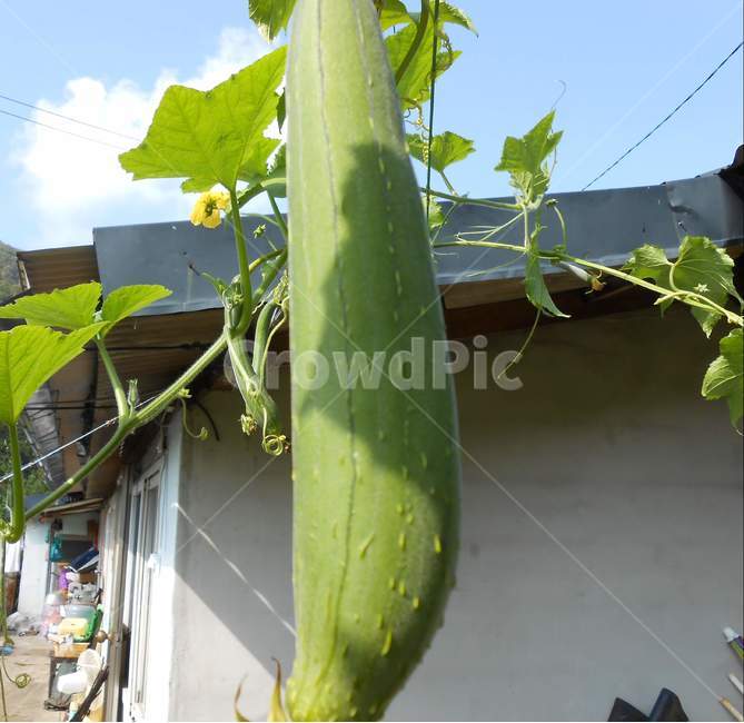 수세미,식물,시골풍경,자연,plant,식이섬유,황산화,과일,열매,fruit,채소,야채,vegetables
