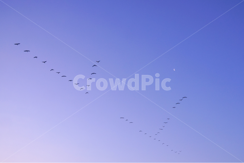 새,조류,철새,겨울철새,동물,비행,떼,감성,하늘,동물,animal,조류,새,birds