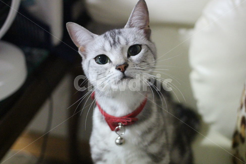 고양이,반려동물,애완동물,동물,반려묘,포유류,성묘,호기심,아메리카숏헤어,아메숏,아메리칸쇼트헤어,실버태비,애교,야옹이,야옹,cat,kitten,kitty,animal,animals,pet,mammal,americanshorthair,동물,animal,포유류,mammal,고양이,cat,kitten,kitty