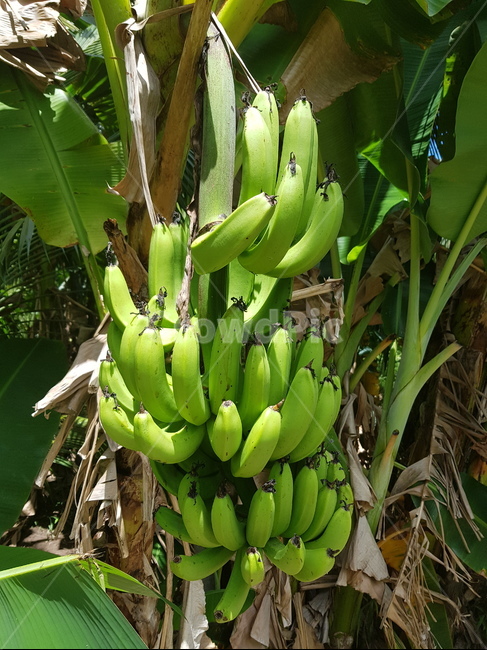 바나나,바나나나무,덜익은바나나,나무,바나나껍질,식물,자연,plants,nature,과일,열매,fruit