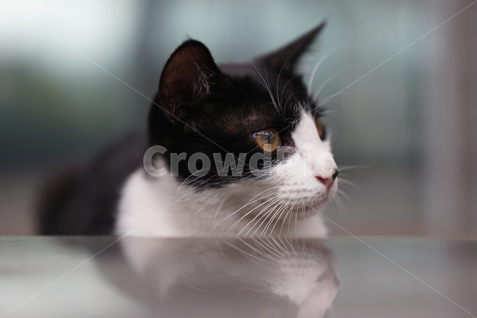 고양이,얼룩이,동물,포유류,펫,애완동물,눈동자,산책,길거리,동물,animal,포유류,mammal,고양이,cat,kitten,kitty