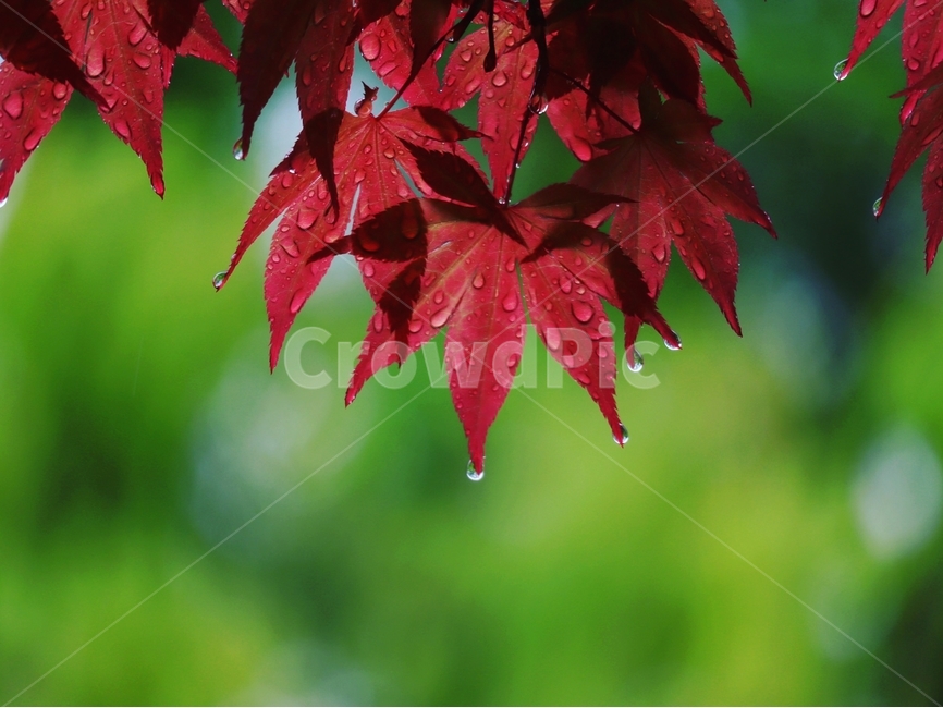 봄비,홍단풍,물방울,봄,풍경,식물,자연,plants,nature,비,비오는날,rain,rainy