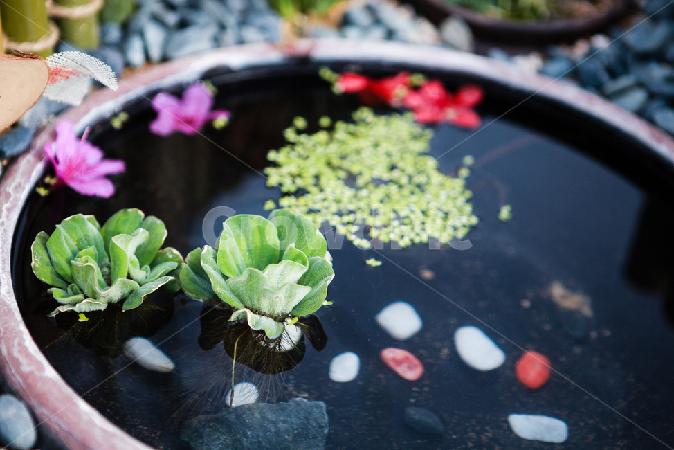 꽃,식물,정원,번행초,갯상추,식물,자연,plants,nature