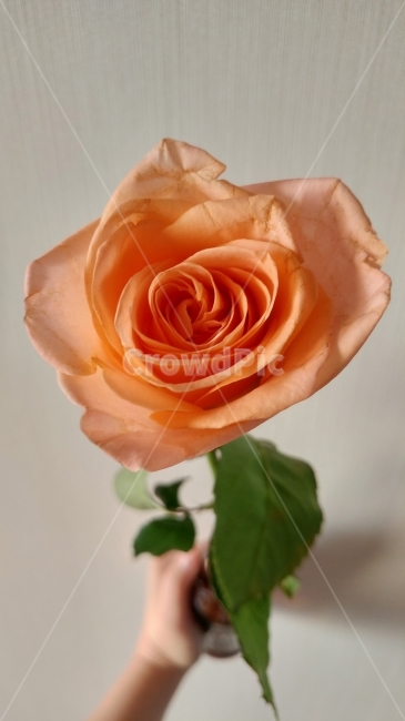 rose,장미,flower,분홍장미,pinkrose,한송이,스냅,맹세,사랑,선물,아웃포커싱,단독,기념일,감성,하트,꽃,분홍,pink,식물,자연,plants,nature,꽃,flower