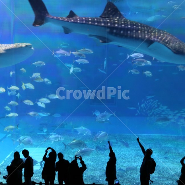 aquarium,수족관,고래상어,츄라우미,동물,animal,인물실루엣,사람실루엣,character silhouette,human silhouette