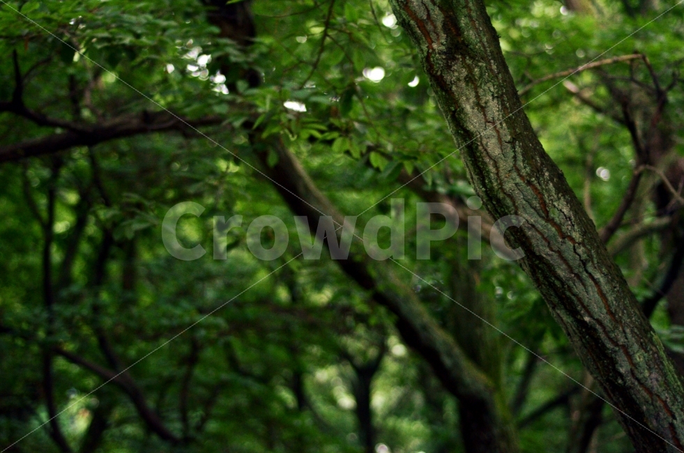 나무,숲,자연,생명,아웃포커싱,outoffoucs,nature,풍경,초록색,색깔,색상,색감,color,식물,자연,plants,nature