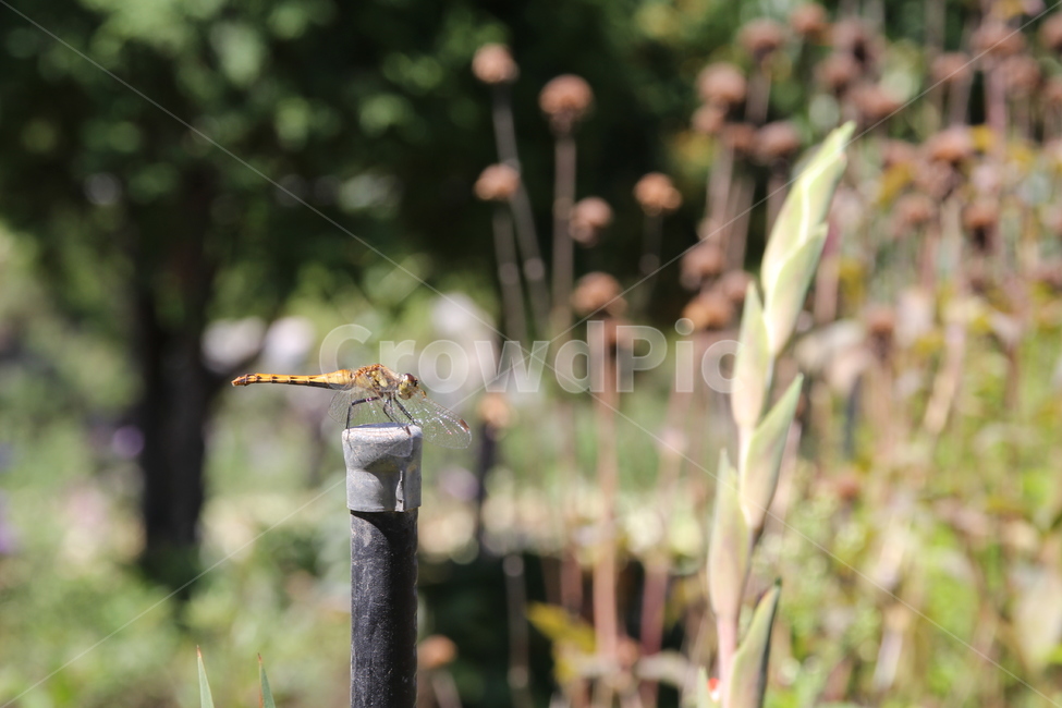 잠자리,dragonflies,곤충,생물,life,자연,생동감,fresh,nature,풍경,landscape,숲,forest,감성,식물,plant,동물,animal,동물,animal,곤충,벌레,insect,bug