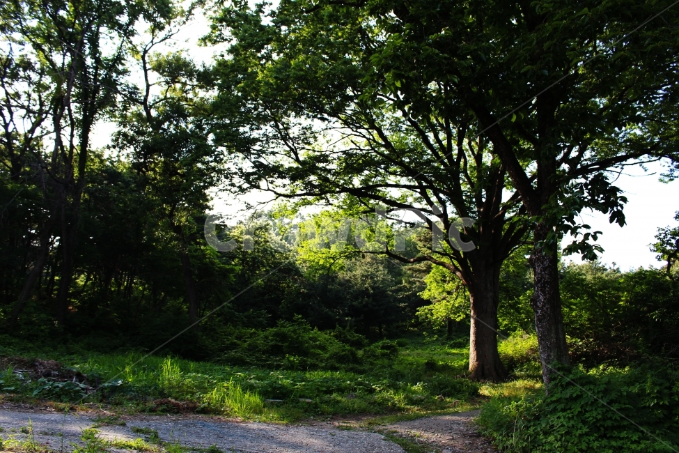 나무,세월,판타지,공원,정령,산,뒷산,우림,정글,자연,풍경,nature,landscape,식물,plants,나무,trees,wood,tree,plant,tree trunk,나무 줄기
