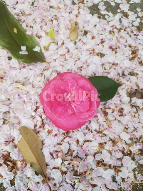 꽃,flower,꽃잎,벚꽃,동백,동백꽃
