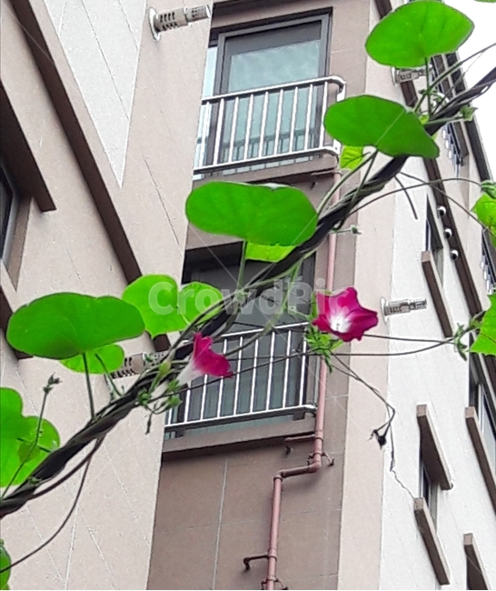 여름꽃,나팔꽃,진분홍나팔꽃,별나팔꽃,나팔꽃덩쿨