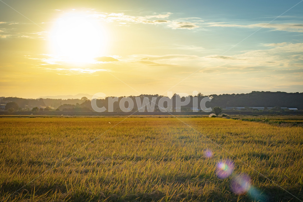 가을,논,벼,곡식,노을,시골,농촌,풍경,자연,쌀,오후,일몰,landscape,nature,sunset,fall,가을,계절,fall,autumn,season,시골,마을,풍경,landscape,country,rural,town,grassland,목초지,field,들,outdoors,옥외