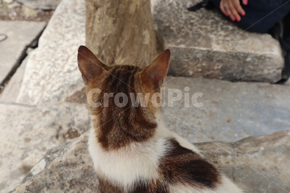 고양이,cat,뒷모습,back,cute,귀여움,kitten,동물,animal,포유류,mammal,고양이,cat,kitten,kitty
