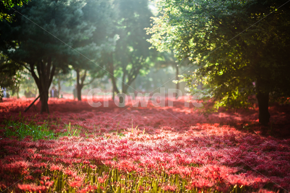상사화,꽃무릇,일출,아침햇살,빛내림,불갑사,자연,풍경,nature,landscape,plant,식물,tree,나무