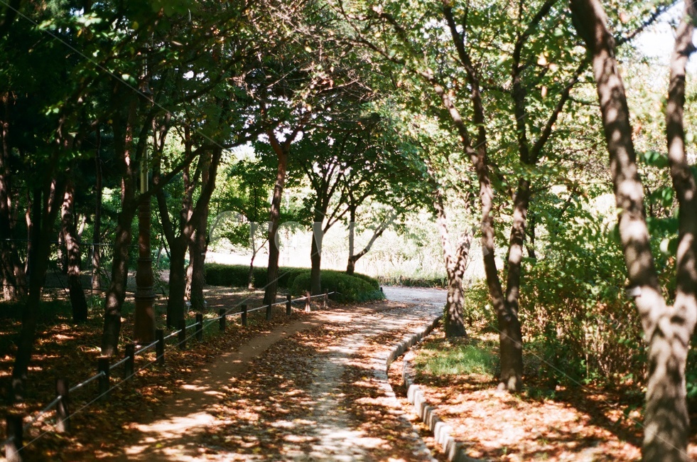 길,나무,그늘,햇빛,여름,푸름,여름,계절,summer,season,자연,풍경,nature,landscape,휴식,힐링,rest,relaxation,healing,path,통로,plant,식물,tree,walkway,보도,flagstone,판석