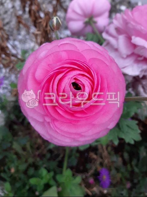 꽃,활짝핀꽃,flower,꽃잎,열매,라넌큘러스,분홍꽃,핑크꽃,pinkflower