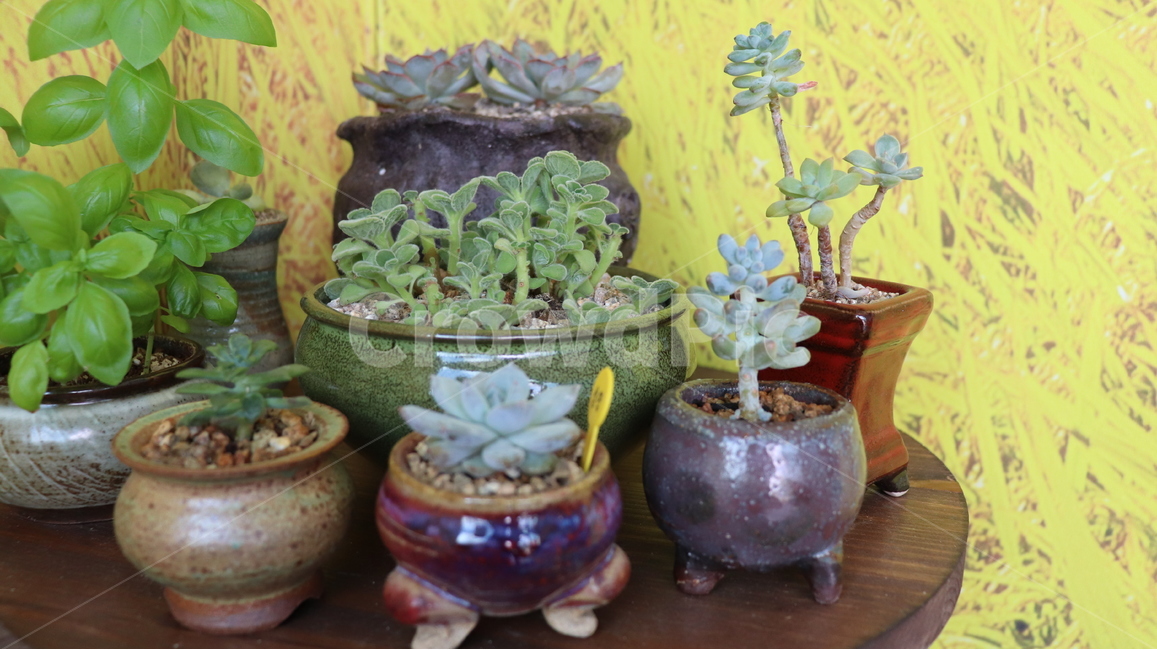 다육,다육이,식물,항아리,돌,실내용화초,화분,화초,house plant