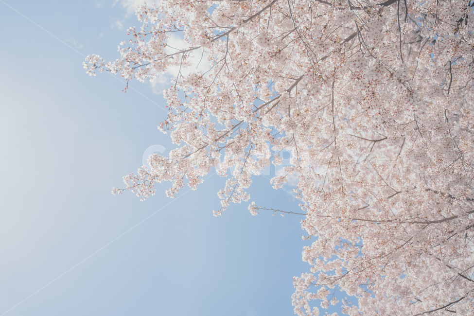 cherryblossom,벚꽃,봄,봄꽃,blossom,plant,식물