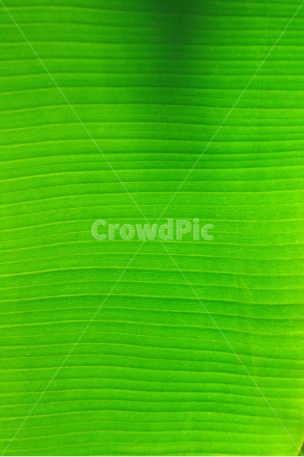 봄이미지,패턴,그린,줄무늬,웨이브,green,wave,pattern,terxture,텍스쳐,라인선,가로무늬,리듬,무늬,추상,백그라운드,바탕,배경,background,봄,계절,spring,season,텍스처,질감,패턴,texture,pattern,초록