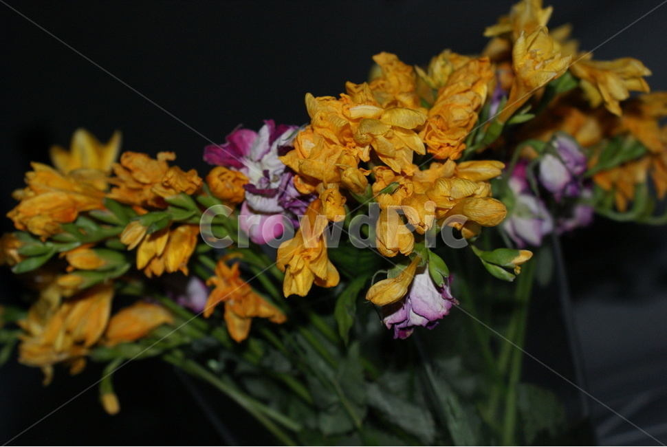 식물,잔잔과,꽃,blossom,plant,flower