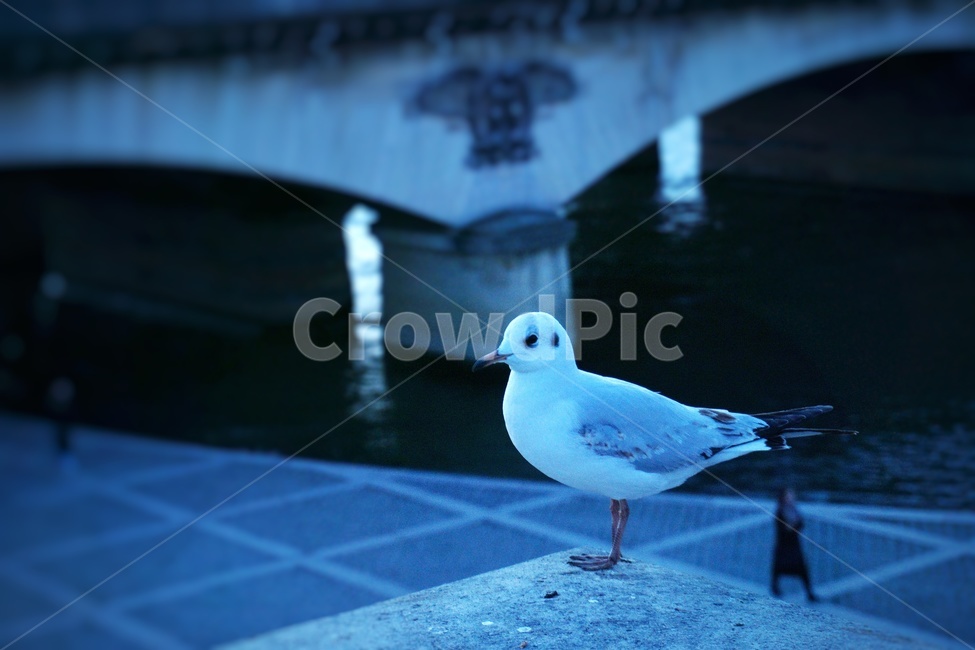 파리,다리,센느강,갈메기,동물,강,새,강가,동물,animal,조류,새,birds