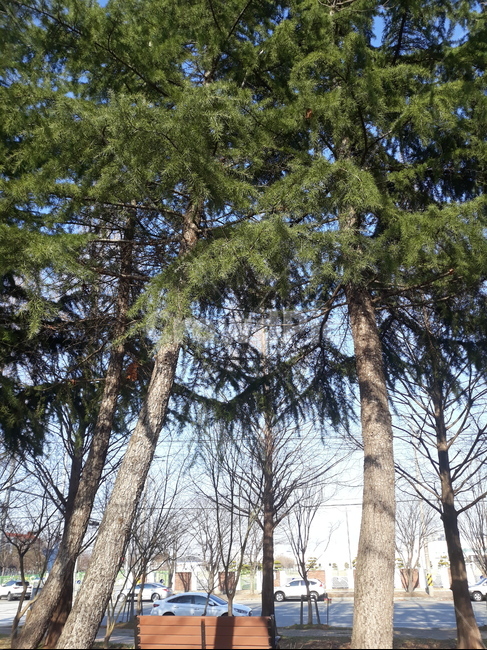 나무줄기,tree,나무,plant,식물,treetrunk