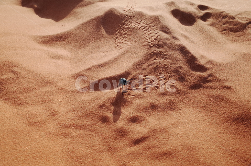 사막,desert,사하라사막,saharadesert,그림자,shadow,일몰,선셋,sunset,붉은색,red,nature,자연,outdoors,옥외,sand,모래,dune,모래언덕,sunlight,빛,발자국,footprints,beetle,딱정벌레,자연,풍경,nature,landscape
