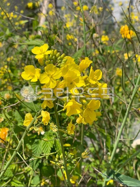 spring flowers,rapeseed,rape flower,Rape Garden,Rape flowers in the city