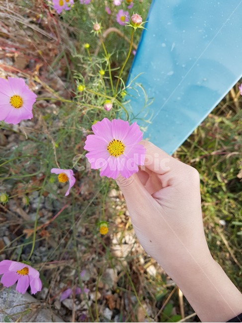 flower,꽃,꽃잎,plant,식물
