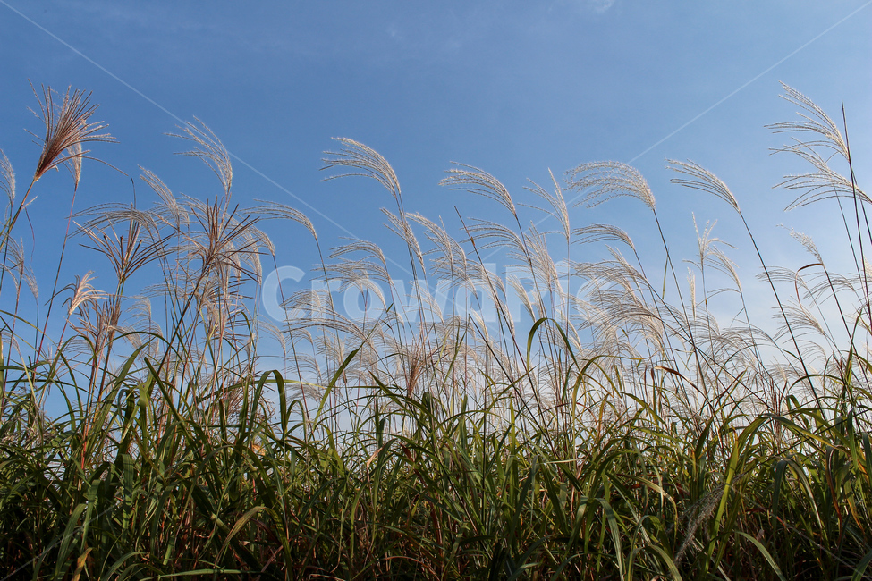하늘,억새,계절,가을,갈대,평화,파란,season,평화로운,자유로움,자유,background,사람없음,배경