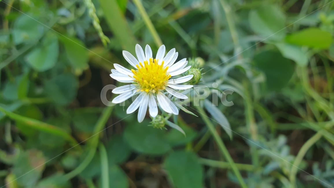 식물,꽃,flower,야생화,자연