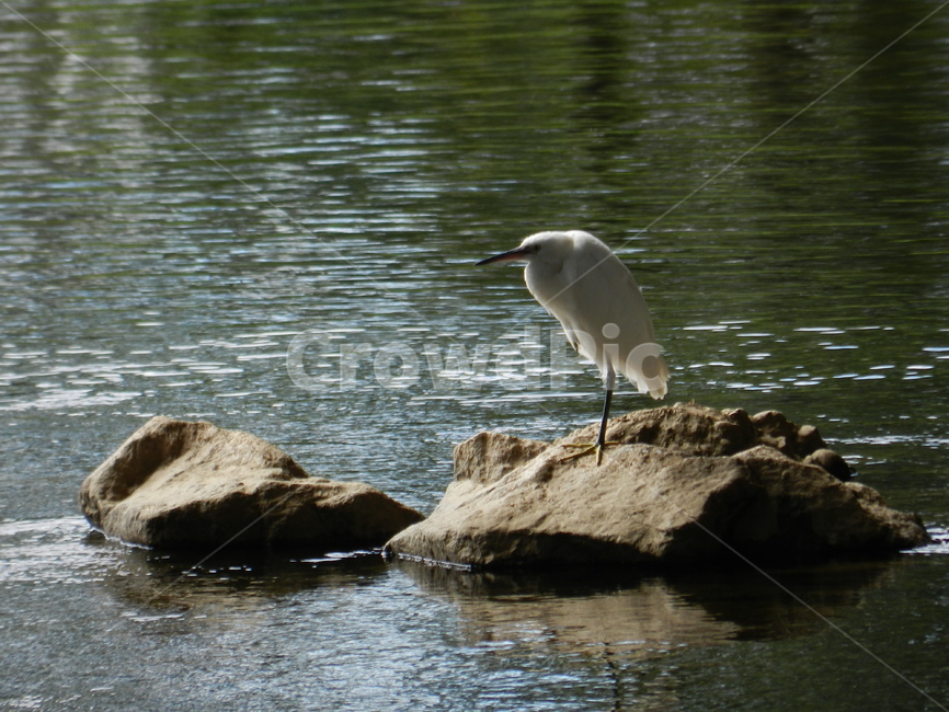 bird,새,animal,동물,waterfowl,물새,백로,egret,동물,animal,조류,새,birds