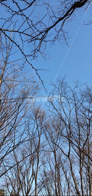 나무,식물,겨울풍경,겨울나무,산책,파란하늘,tree