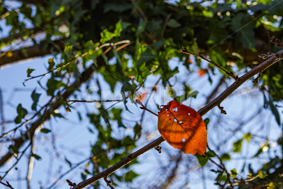 leaf,잎,plant,식물,자연,낙엽