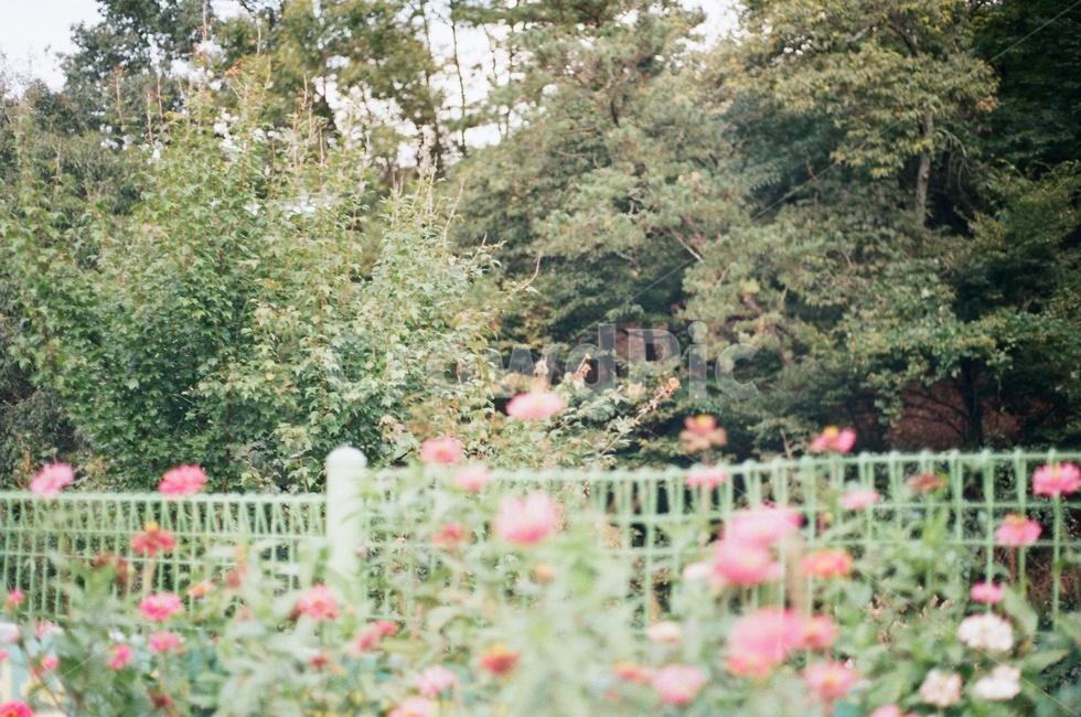 초록,나무,풀,꽃,코스모스,가을,outdoors