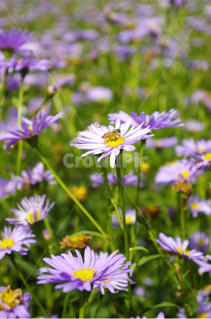 벌개미취,꽃밭,꽃,flower,식물,plant,식물,자연,plants,nature,꽃,flower,동물,animal,곤충,벌레,insect,bug