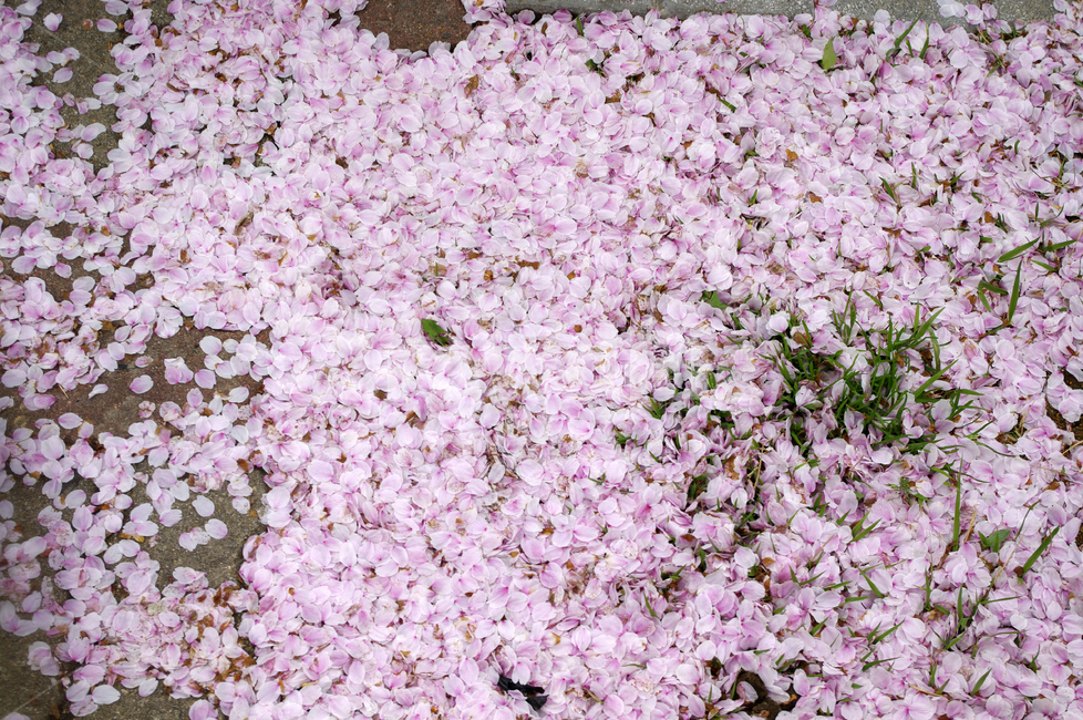 벚꽃,낙화,꽃잎,봄,flower,봄,계절,spring,season,꽃,flower,blossom,petal,plant,식물