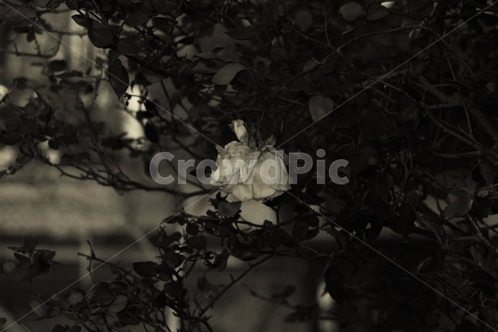 장미,꽃,모노크롬,흑백,빈티지,시들다,로즈,rose,blackandwhite,monochrome,vintage,fade,감성,오래된,낡은,플라워,flower,흑백,모노톤,monochrome,black and white
