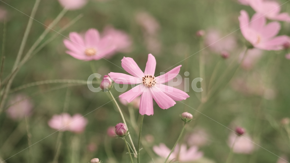 코스모스,가을,식물,꽃,자연,분홍,꽃잎,식물,자연,plants,nature,꽃,flower