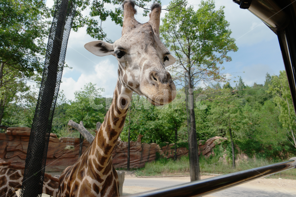 기린,동물,포유류,animal,giraffe,동물,animal,포유류,mammal