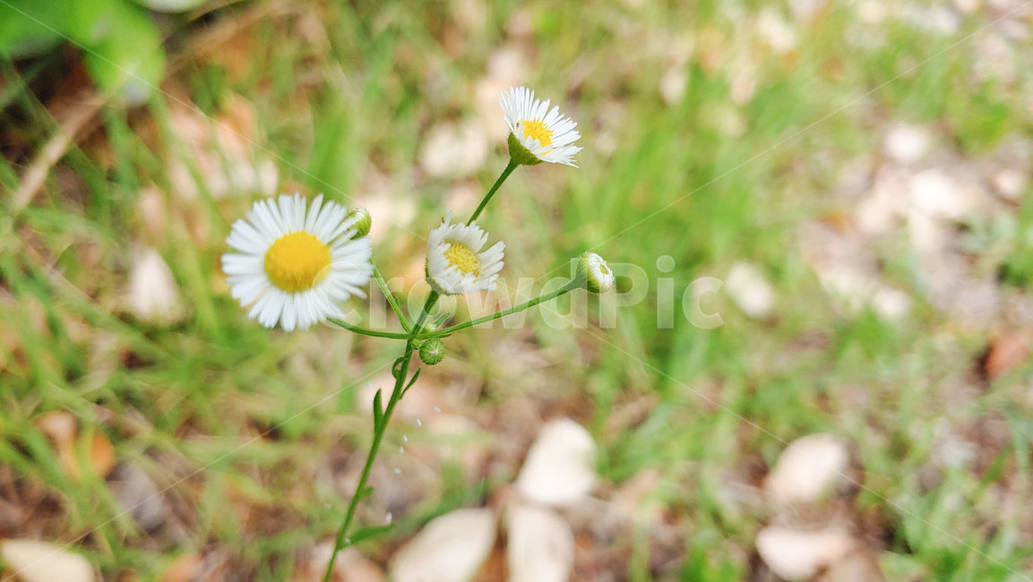 꽃,들꽃,개망초,봄꽃,야생화,길꽃,봄,여름,여름꽃,노랑꽃,흰꽃,springflower,flower,wildflower