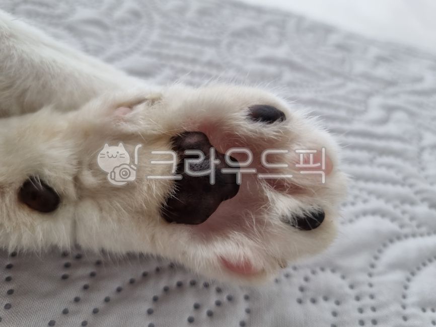 고양이발,발,고양이발바닥,고양이,발바닥,catfoot,foot,catsole,solesoffeet,반려동물,반려묘,집사,동물,cat,pet,애완동물,야옹이,길냥이,포유류,mammal,켓,펫,애완용,animal,companionanimal
