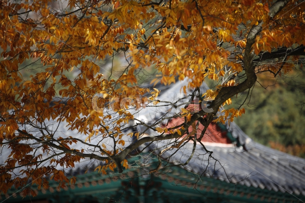 가을,낙엽,가을사진,단풍,은행,하늘,풍경,풍경사진,감성사진,감성,landscape,단풍놀이,출사,한국전통,한국문화,korean traditional,korean culture,식물,자연,plants,nature
