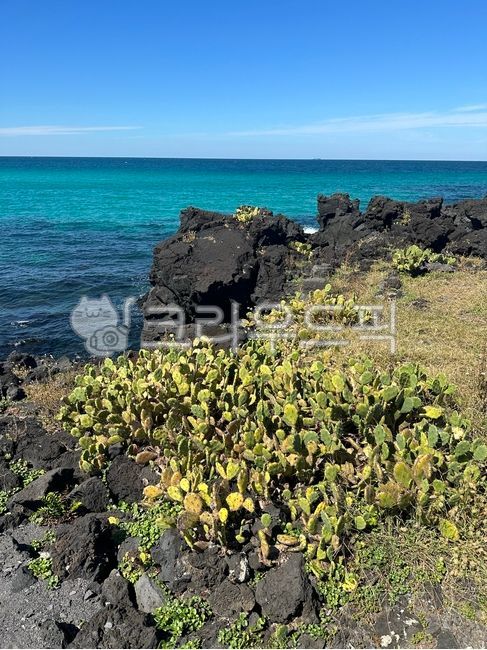 headland,colony,vegetation,soil,sea,herbs,rock,Beach,Coast,Cactus,coastline,green,nature,water,Herb,horizon,coast,promontory,outdoors,ocean,beach,shoreline